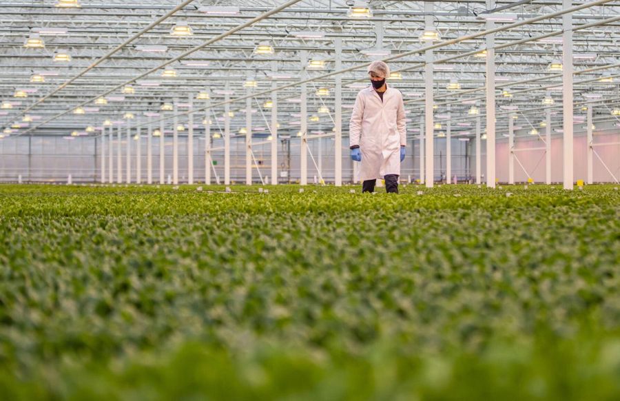 Image inside the new greenhouse constructed next to the ethanol plant. A worker is inspecting the growth of the lettuce plants.