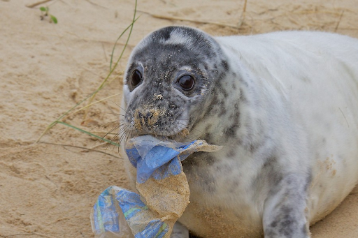 Seal with Plastic