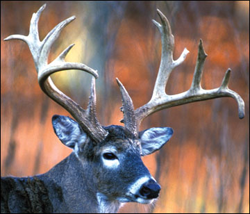 Shed Hunting.