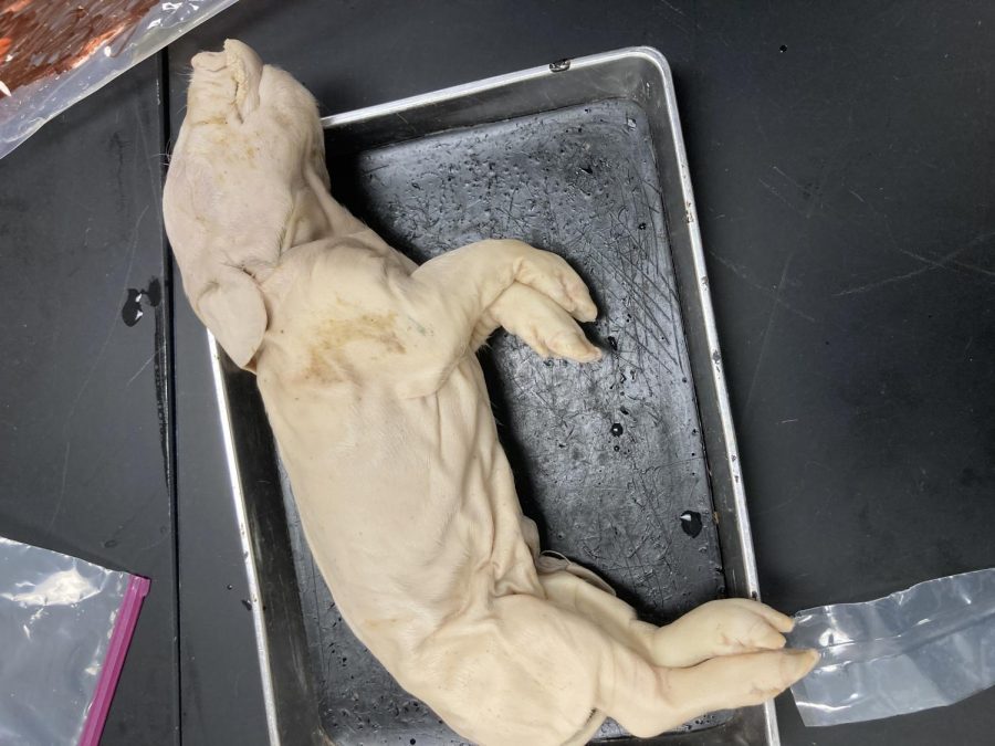 Anatomy Classes Start Pig Dissections