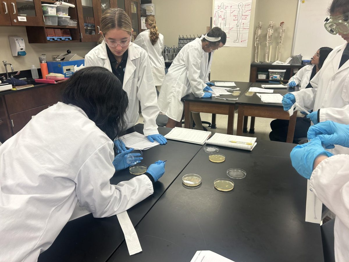 The Medical Interventions students completing their bacteria plating lab.